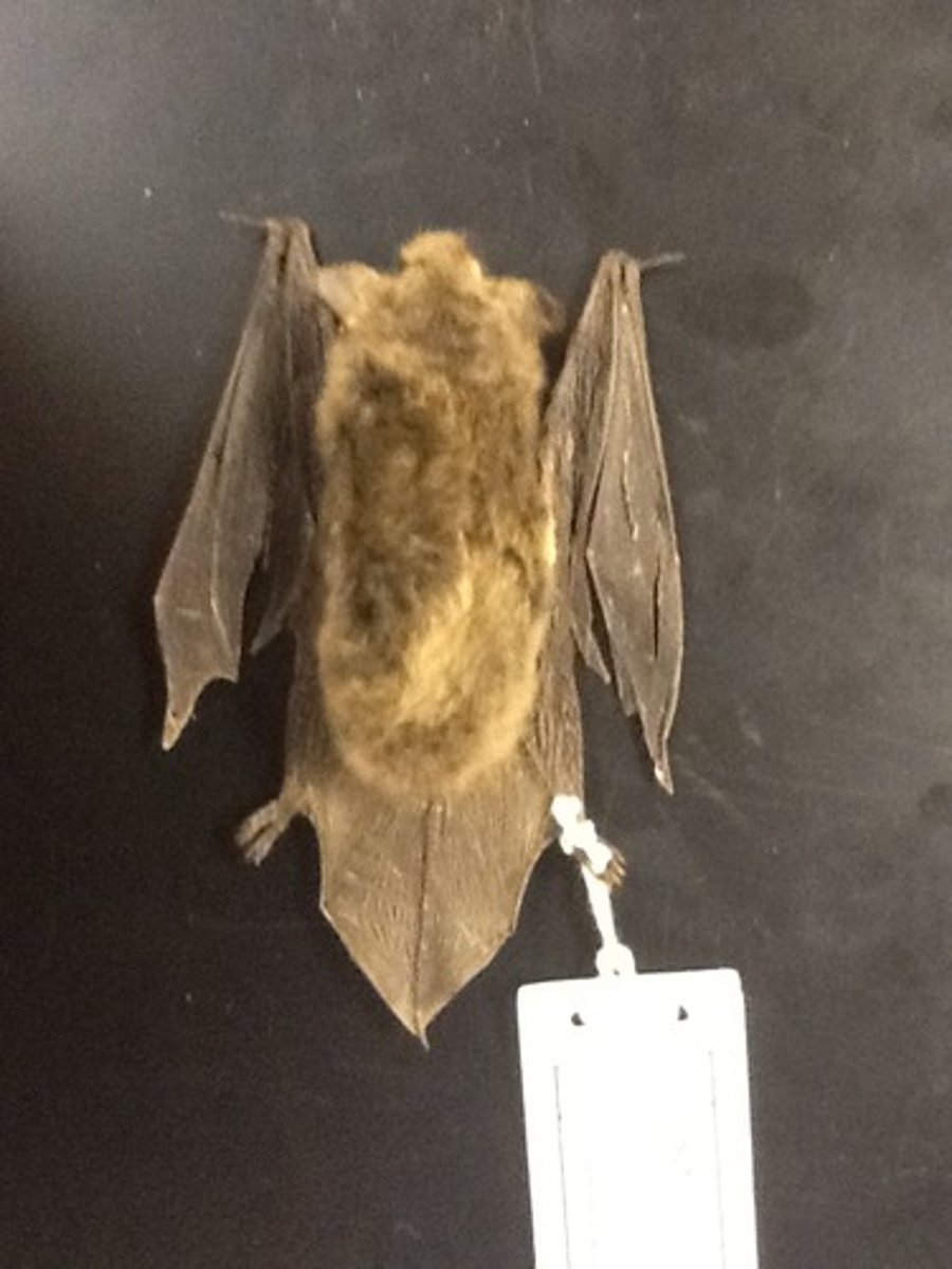 <p>Southeastern Myotis</p>