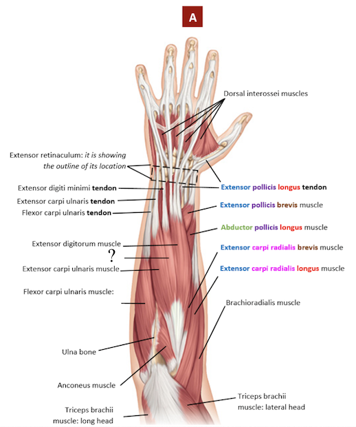 <p>thin muscle that is very close to the extensor digitorum muscle </p><ul><li><p>extends the wrist and all joints of the little finger only </p></li></ul><p></p>