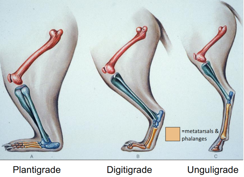 <ol><li><p>Plantigrade</p></li><li><p>Digitigrade</p></li><li><p>Unguligrade </p></li></ol><p></p>