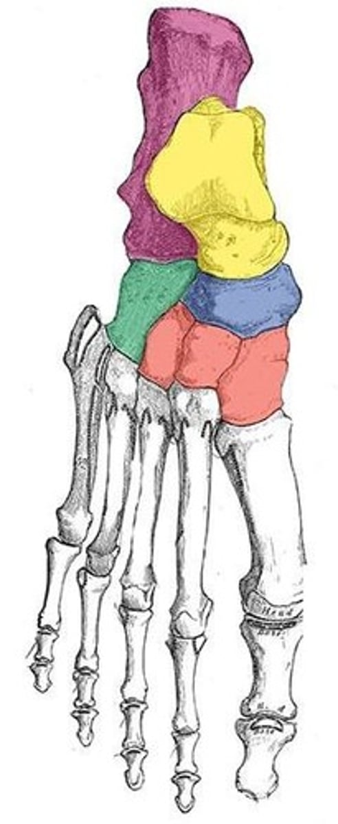 <p>ID the group of bones shown in color</p>
