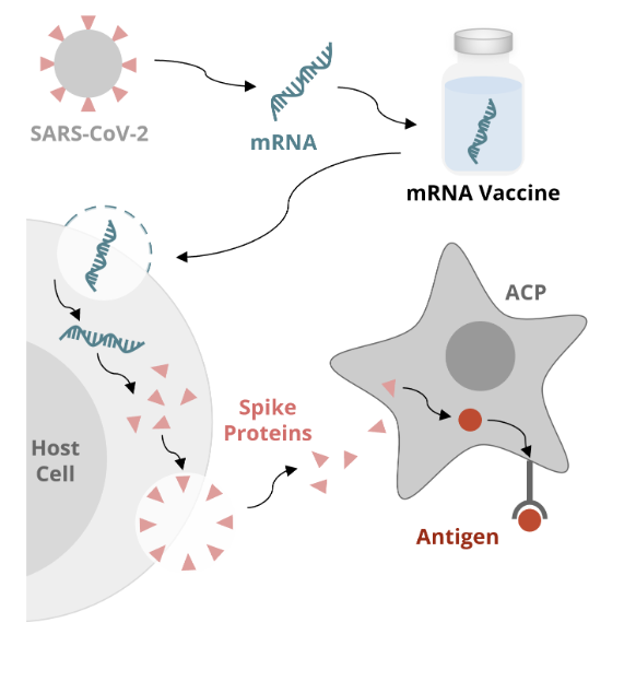 <ul><li><p>the newly formed spike protein exits the cell and is recognized by an APC</p></li><li><p>the APC internalizes the spike protein and processes it into a peptide (or antigen)</p></li><li><p>the APC then displays the antigen on the surface of the cell via the major histocompatibility complex</p></li></ul><p></p>