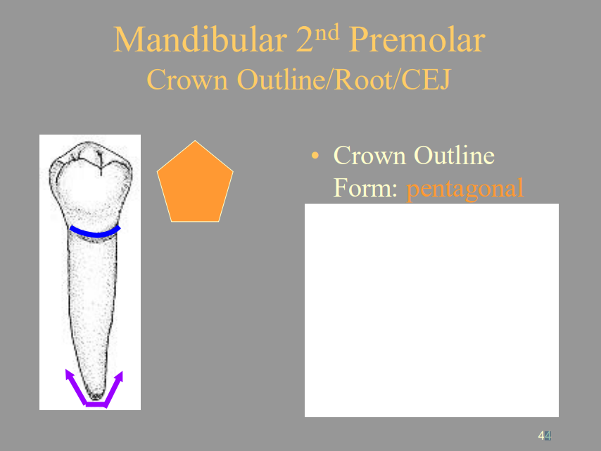 <p>C) Pentagonal</p>