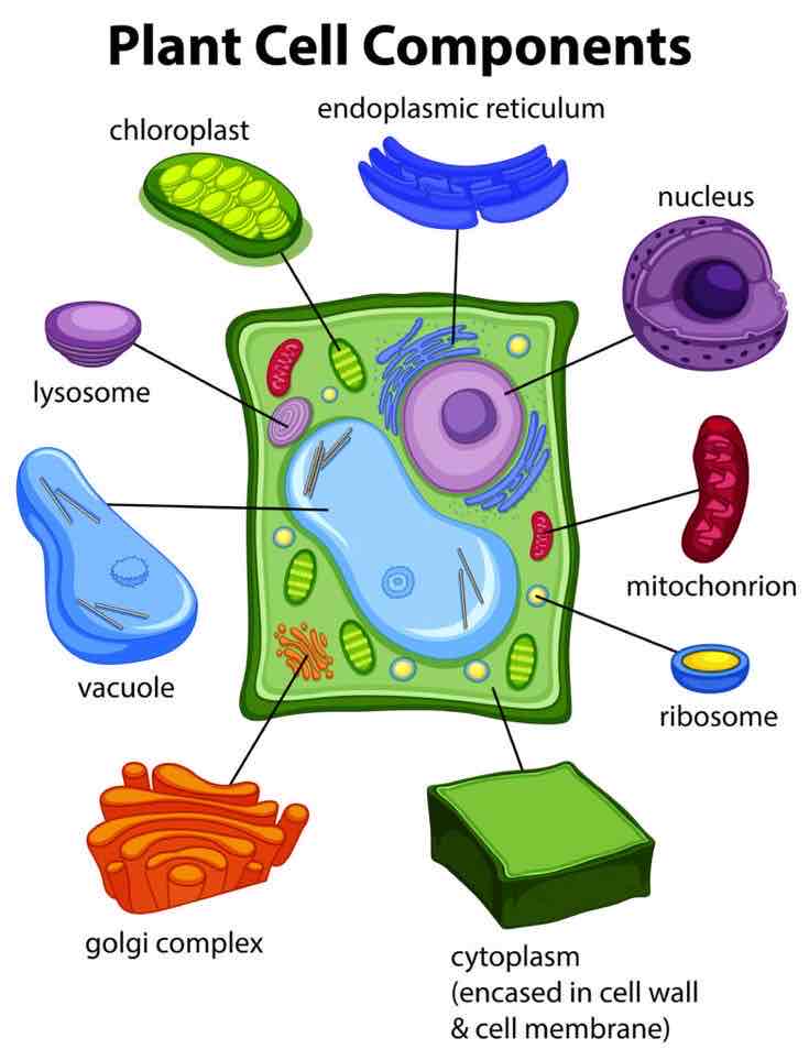 <p>Organism</p>