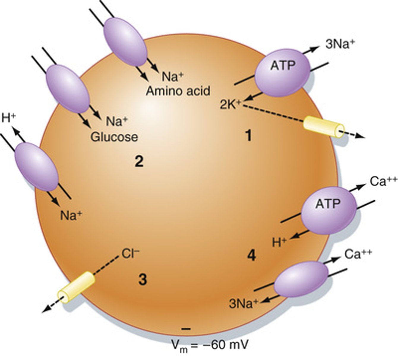 <p>active channels and transporters (things are moving in steady state!!)</p>