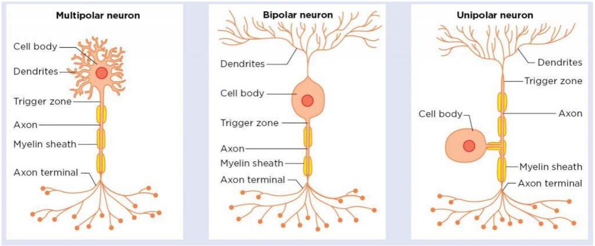 <ul><li><p>describes relationship of cell body and processes</p><ul><li><p>multipolar neuron→ cell body has lots of dendrites (processes)</p></li><li><p>bipolar neuron→ 2 main processes (axon and main dendrite)</p></li><li><p>unipolar neurone→ One process</p></li></ul></li></ul><p></p>