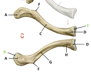 <p>A</p>