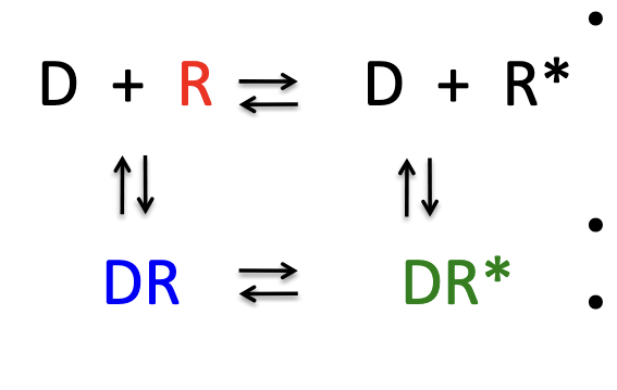 <ul><li><p>full agonists stabilize DR*</p></li><li><p>partial agonists stabilize DR AND DR* (or alternate forms of DR* or primed forms of DR)</p></li><li><p>inverse agonists stabilize DR</p></li><li><p>competitive antagonists stabilize R by <strong>preventing</strong> full, partial and inverse agonists from binding to receptor</p></li></ul><p></p>