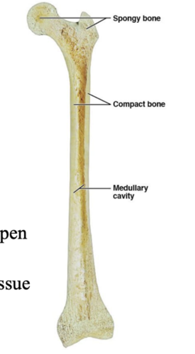 <p>1. Compact bone (dense bone)</p><p>2. Spongy bone (trabecular bone)</p>
