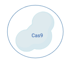 <ul><li><p>protein </p></li><li><p>a bacterial endonuclease protein that forms a double-strand break (scissors) at a specific site within a larger recognition sequence, or target site.</p></li><li><p>the Cas9 recognition sequence includes a 20- nucleotide target sequence that is determined by a guide RNA (also called single-guide RNA), below in red, bound to the enzyme</p></li></ul><p></p><p></p>