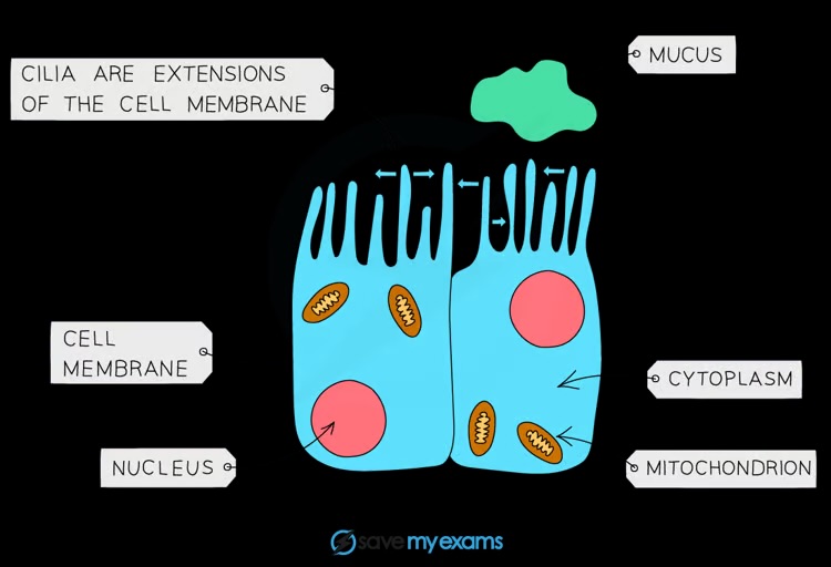 <p>Goblet cells secrete mucus to trap particles, and ciliated cells move the mucus out of the airways</p>