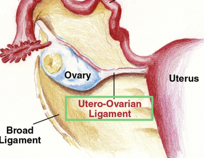 <ul><li><p>Extends from <u>each ovary</u> to the <span style="color: #f000ff">lateral sides</span> of <strong>uterus</strong></p></li><li><p>Fibromuscular cords within the <span style="color: #0076ff">broad ligament</span></p></li></ul><p></p>
