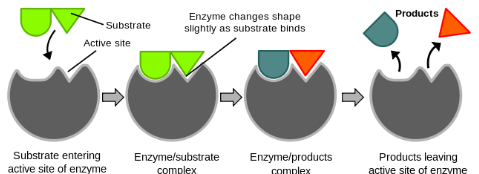 <p>the active site and substrate are not complementary</p><p>instead the active site is flexible and changes shape which allows the substrate to fit</p><p>an enzyme-substrate complex is formed</p><p>the product moves away as it has become a different shape and the enzyme returns to its original shape</p>