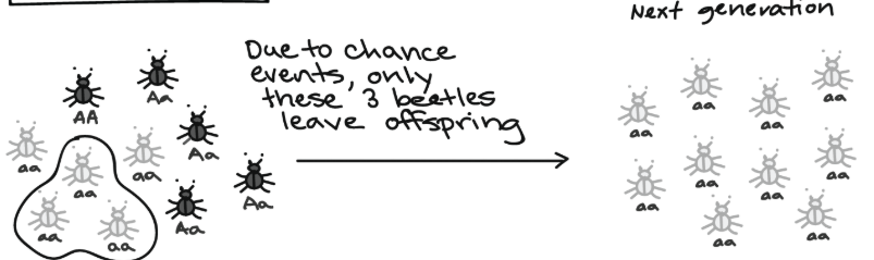 <p><span><span>a mechanism of evolution that refers to random changes in allele frequencies within a population, particularly affecting small populations. </span></span></p>