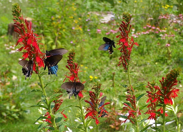 Cardinal Flower