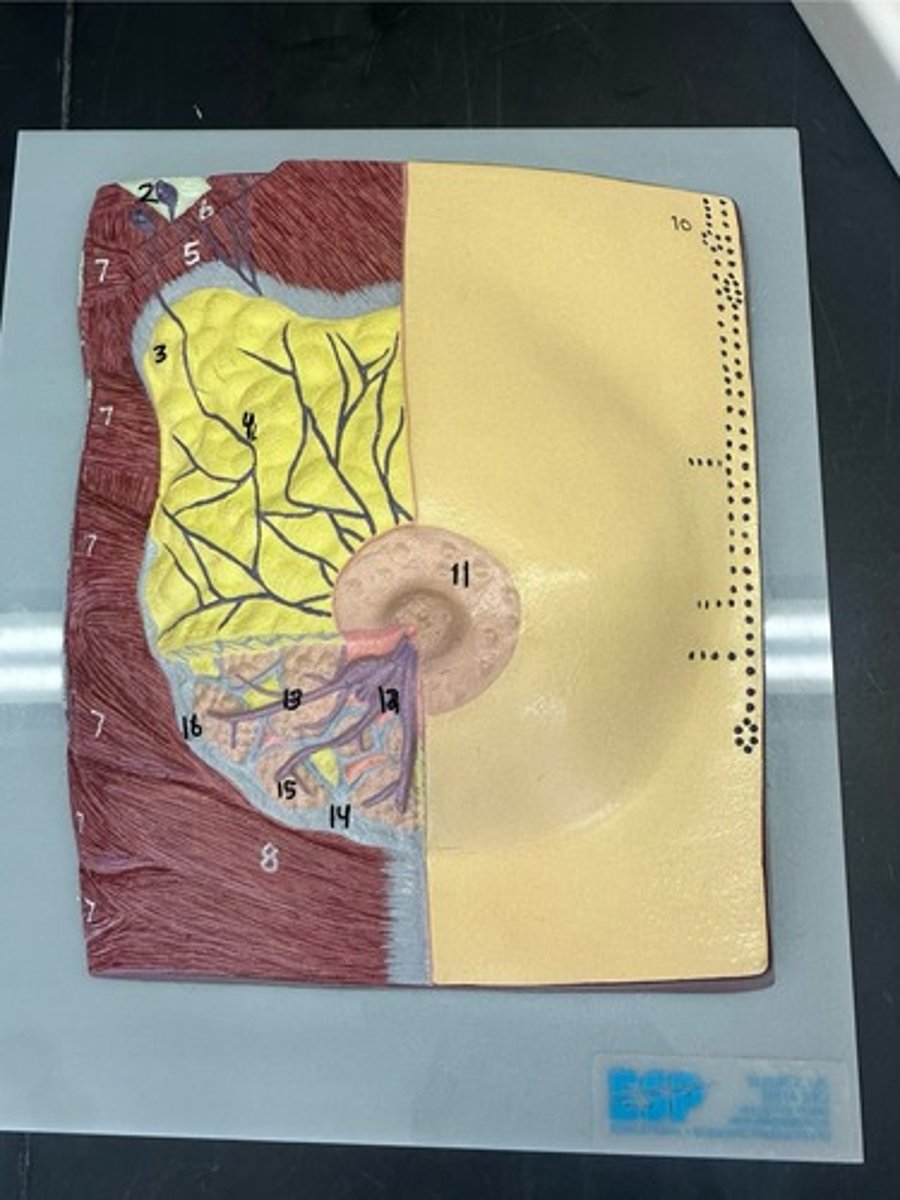 <p>yellow stuff</p>