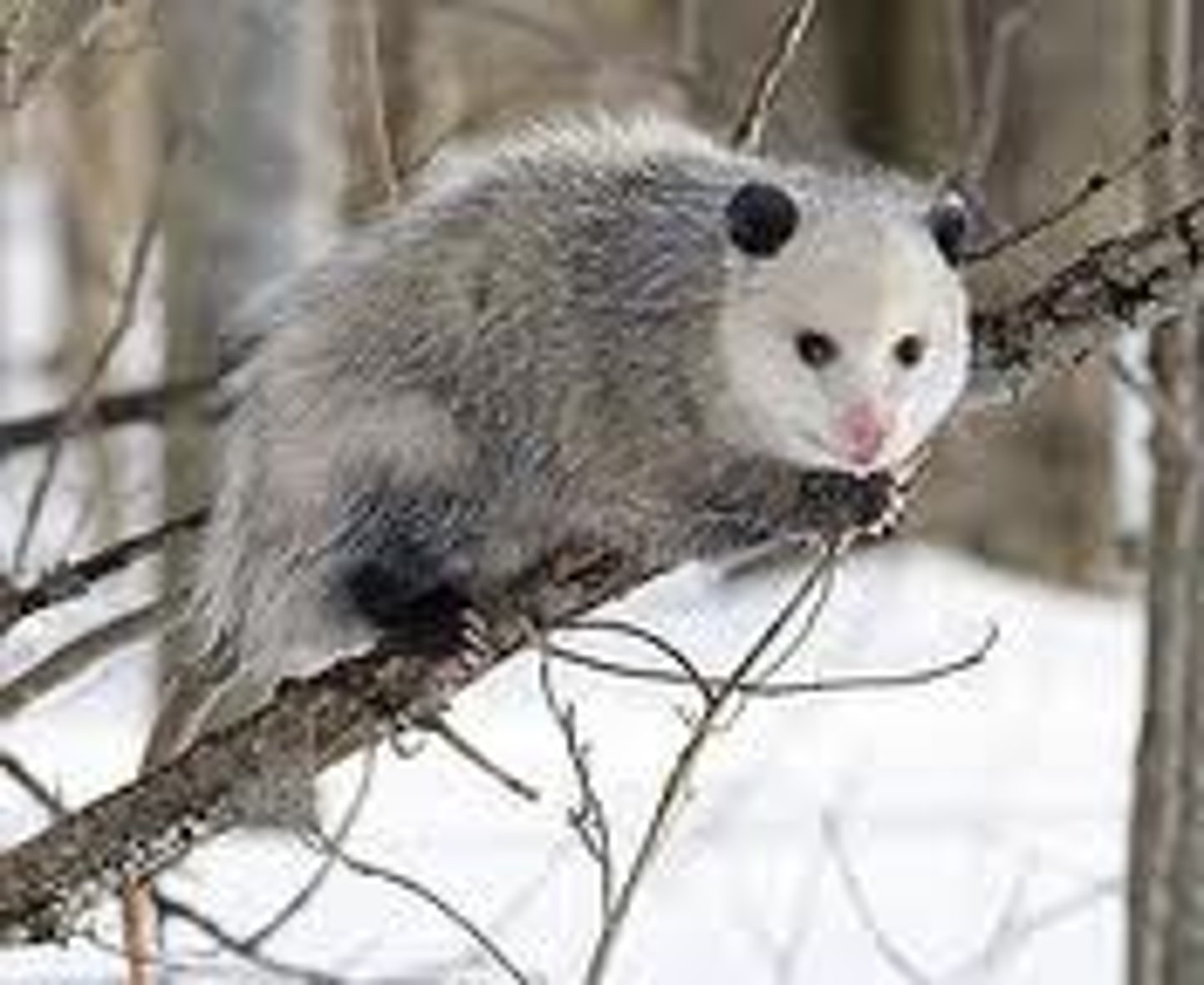 <p>Virginia Opossum</p>