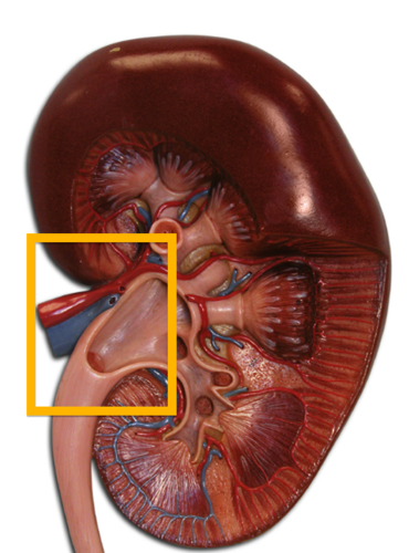 Blood supply to and from the kidneys.