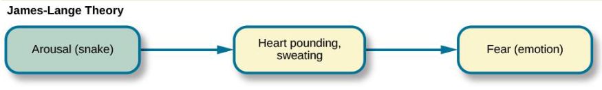 <p>The stimulus first triggers a physiological response in the body which in turn triggers the emotional experience in the brain; the rapid heartbeat produces the fear</p>