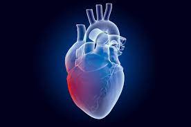 Heart 