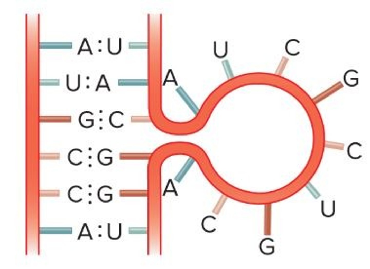 <p>similar to stem-loop but no stem</p>