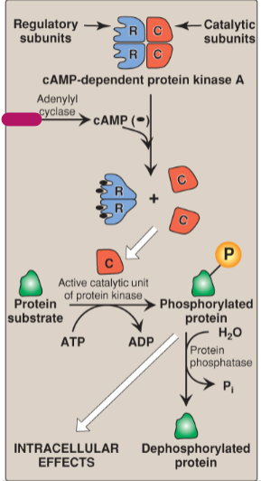 <p>Label the actions of cyclic adenosine monophosphate.</p>