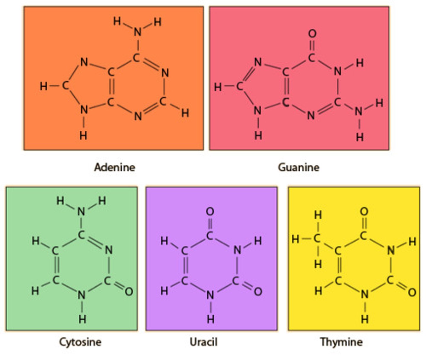 <p>adenine, guanine, cytosine, thymine, uracail</p>