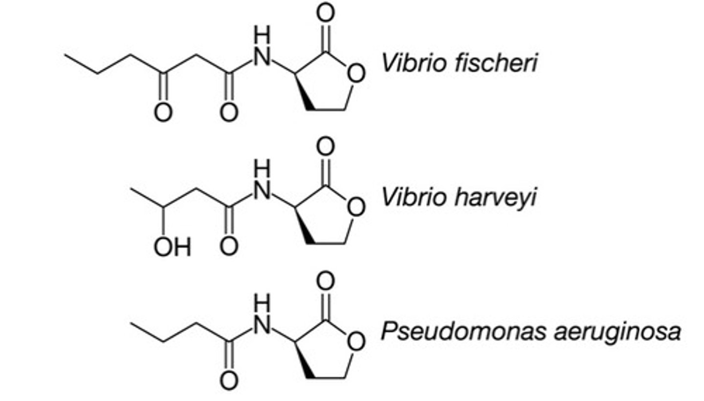 <p>B</p><p>Did these species evolve from a common ancestor that used a similar signaling molecule?</p>