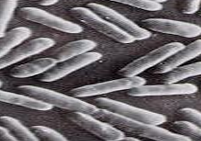 <p>What Bacterial Morphology?</p>