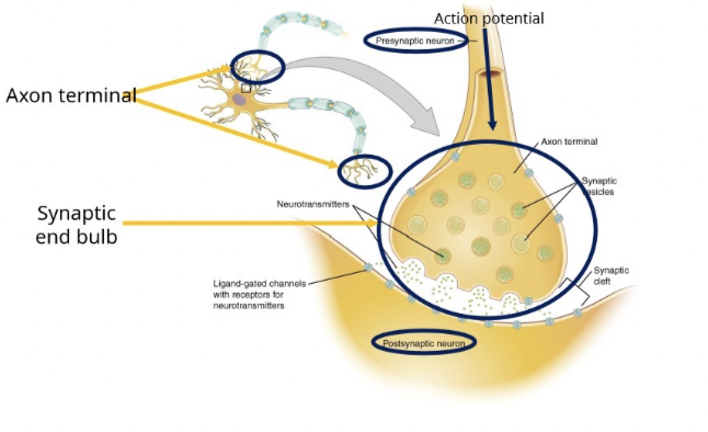 <p>Synaptic cleft: Small gap between neurons</p><p>Neurotransmitter stored in synaptic vesicles </p><p>Vesicle binds to pre synaptic membrane- released by exocytosis</p>
