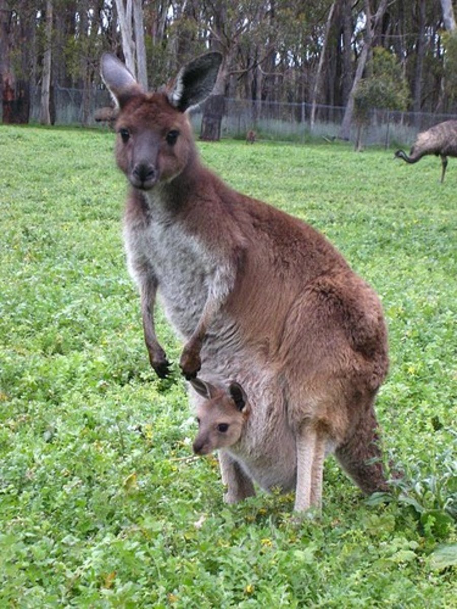 <p>- Kangaroos, opossums</p><p>- Give birth, but embryo is immature so it must complete development in the pouch</p>