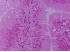 <p>what tissue is this?</p>