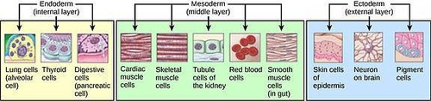 <p>The middle germ layer which gives rise to connective tissue, blood, muscles.</p>