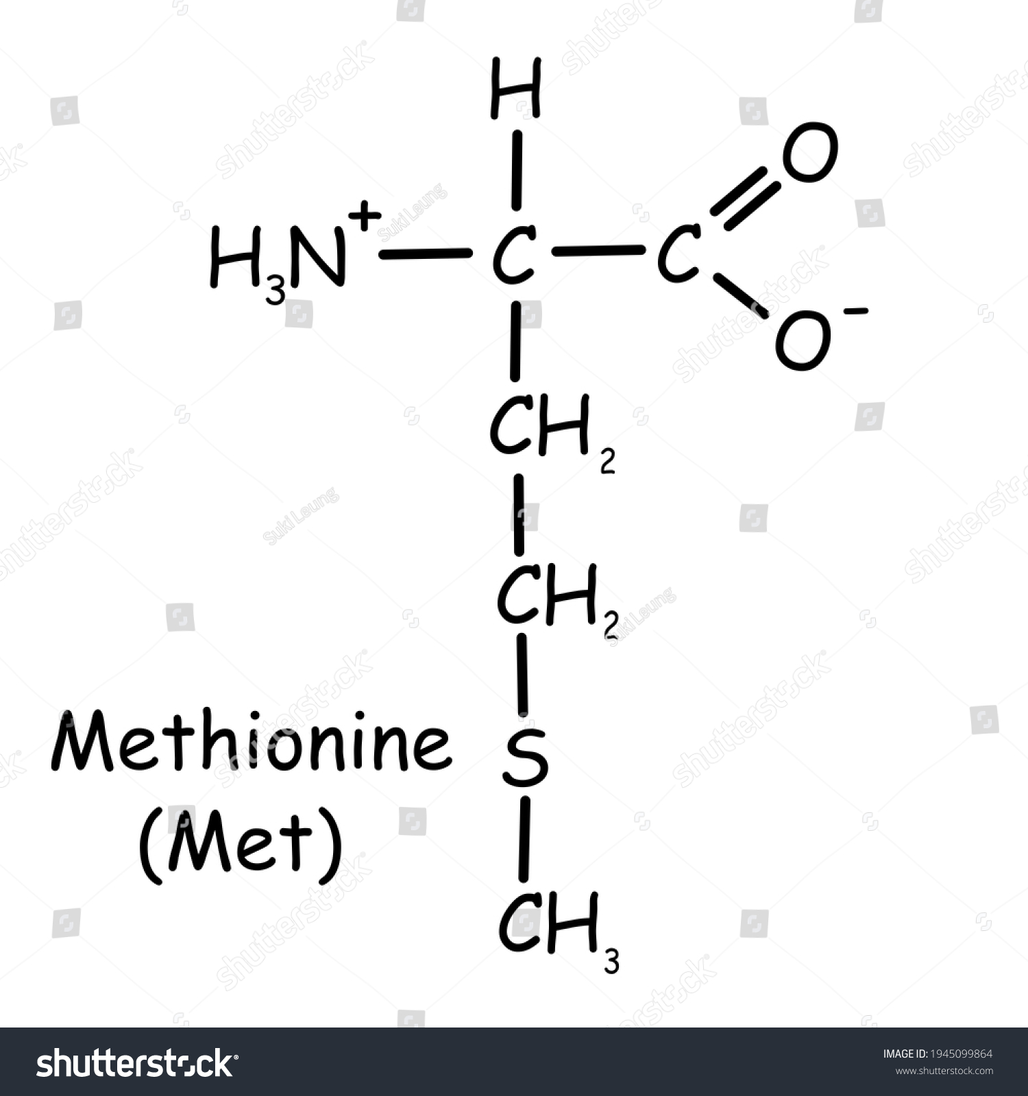<p>why is methionine (Met) important?</p>