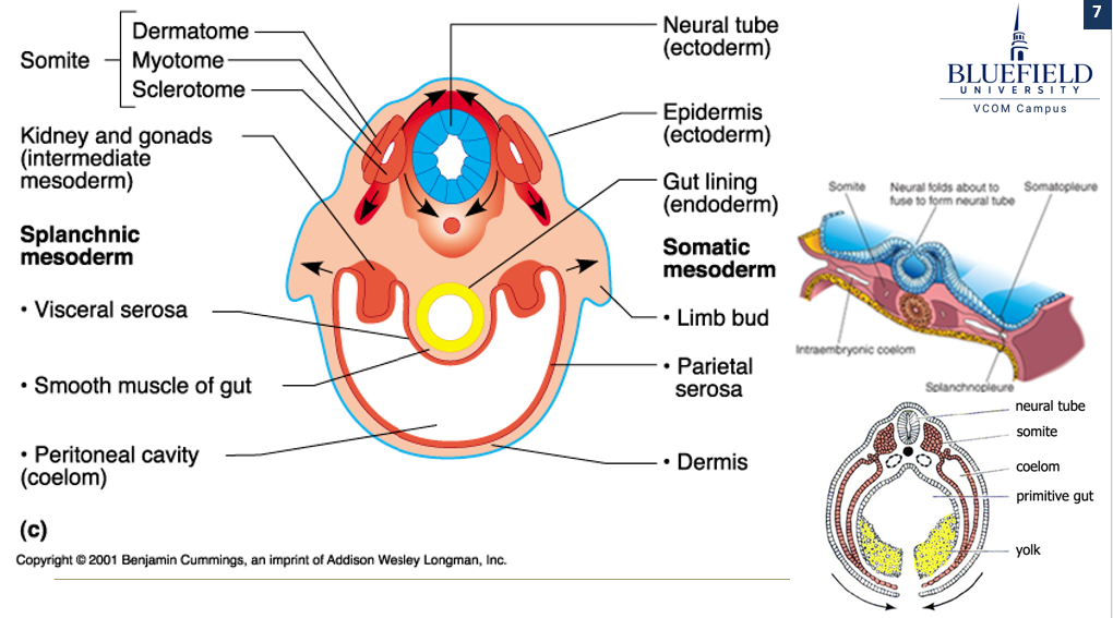 <p>What does the <strong>intermediate mesoderm </strong>form?</p>