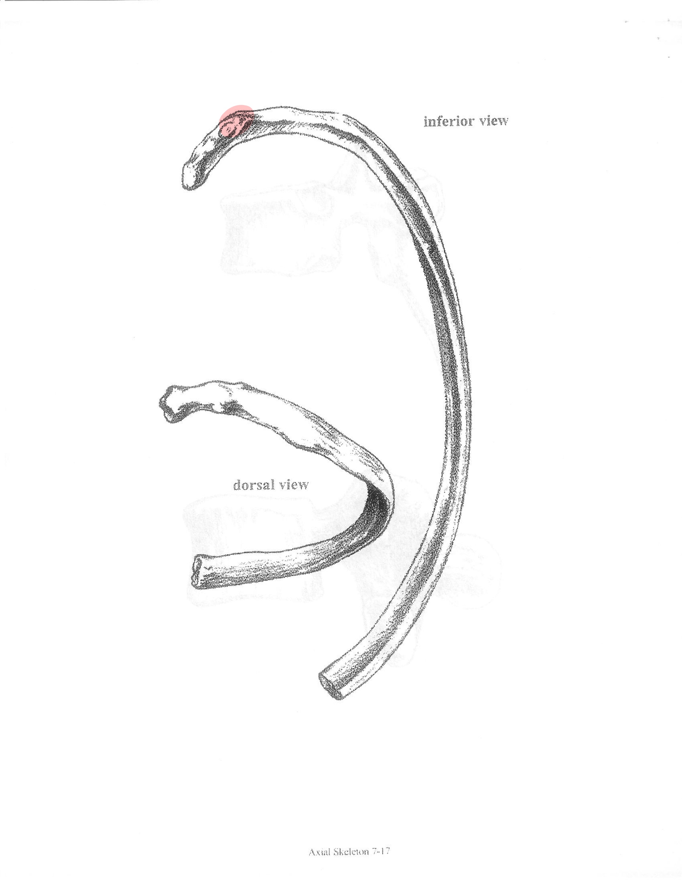 <p>ID feature</p>
