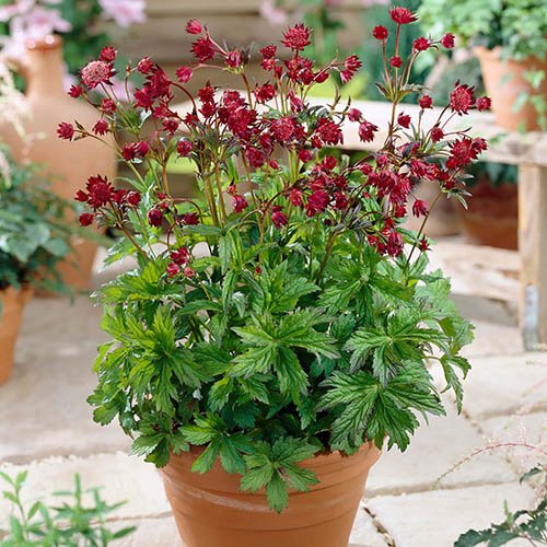 <p>Greater masterwort - <em>Astrantia major </em><strong><u>‘Claret’</u></strong></p>