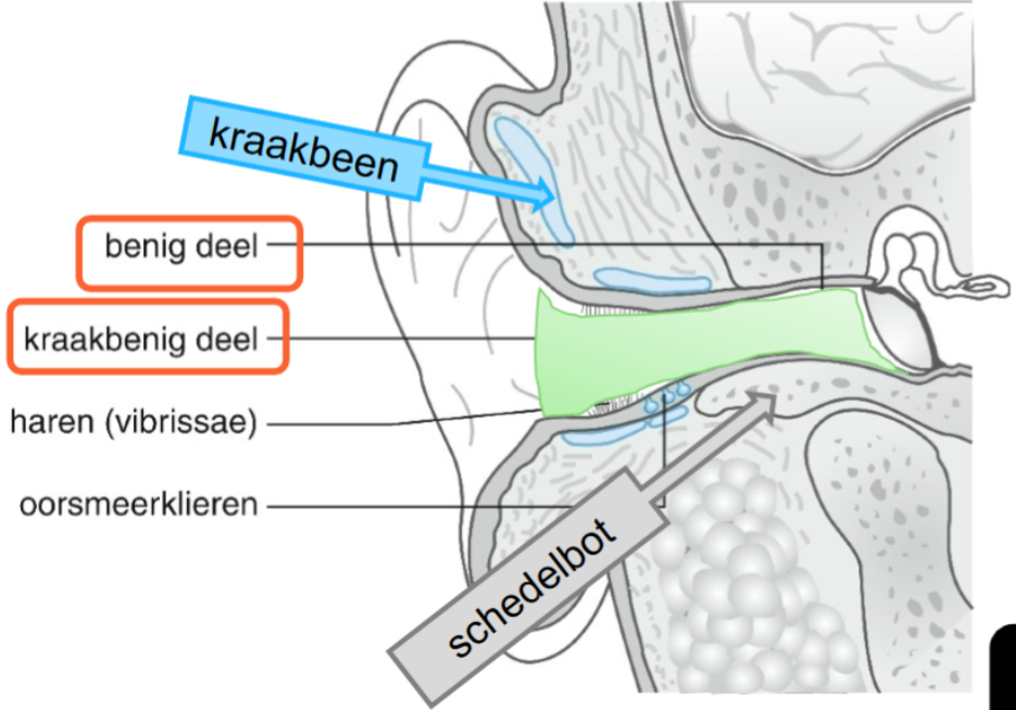<p>SYNONIEM: meatus acusticus externus</p><p>WAAR? van oorschelp naar trommelvlies</p><p>delen:&nbsp;</p><ol><li><p>lateraal: kraakbenig deel</p></li></ol><ul><li><p>beweegbaar: inspectie achter - boven trekken</p></li></ul><p>—&gt; dikkere huid, bind-&amp; vetweefsel: geen pijn bij aanraking</p><ol start="2"><li><p>mediaal: korter benig deel</p></li></ol><ul><li><p>niet-vervormbaar</p></li><li><p>nauwer: vreemde VW = corpus alienum=&gt; huisarts ipv zelf eruithalen—&gt; wegduwen</p></li></ul><p></p>