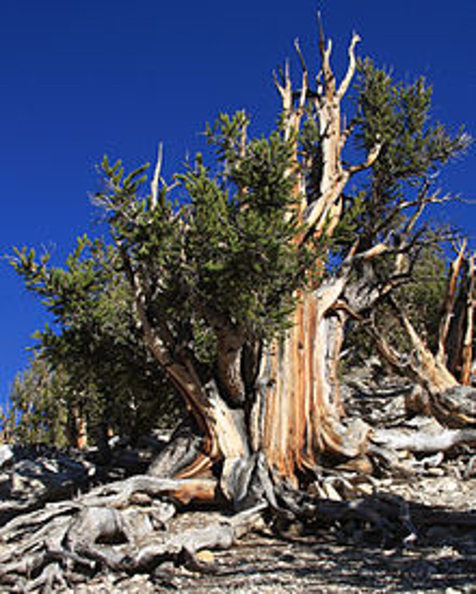 <p>Great Basin bristlecone pine; longest living tree in the world (~5000 years)</p>