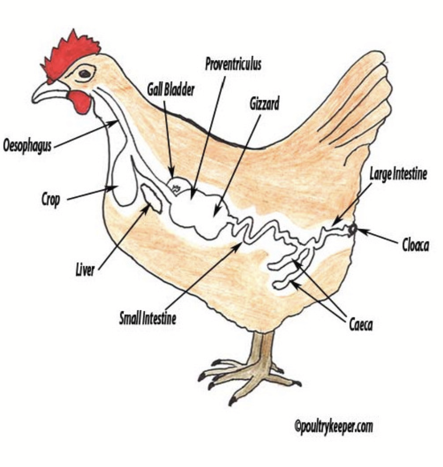 <p>Key features</p><ul><li><p>Beaks and claws: important for breaking up (mechanical breakdown) foods into smaller pieces that they can swallow</p></li><li><p>Rapid digestion: can starve if deprived of food for even a short time (i.e., hours; must constantly be eating)</p></li><li><p>Small intestine functions similar to that in other systems</p></li></ul><p>e.g. chicken, turkey, etc.</p><p></p>