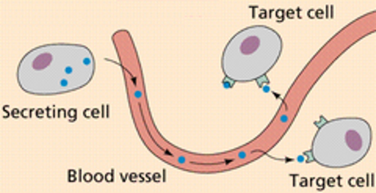 <p>chemical messengers that are manufactured by the endocrine glands, travel through the bloodstream, and affect other tissues e.g. Adrenaline, Leptin, Ghrelin, Melatonin, and Oxytocin</p>