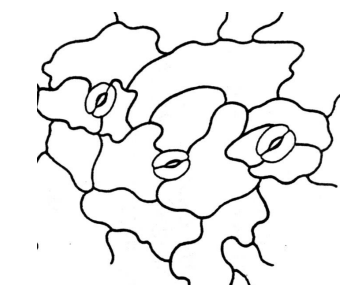 term image