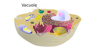 <p>A membrane-bounded vesicle whose specialized function varies in different kinds of cells. </p>