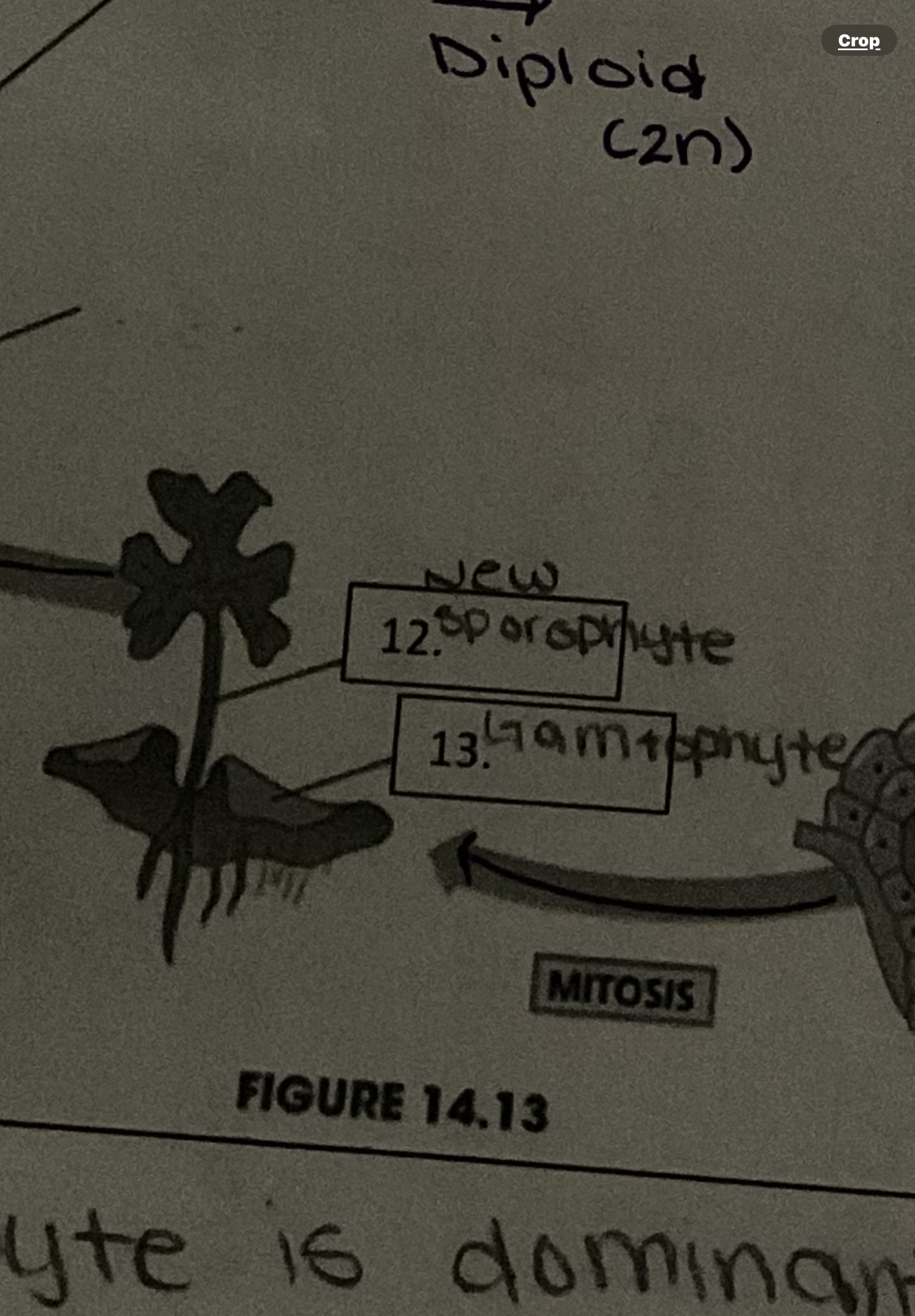 <p>New sporophyte</p>