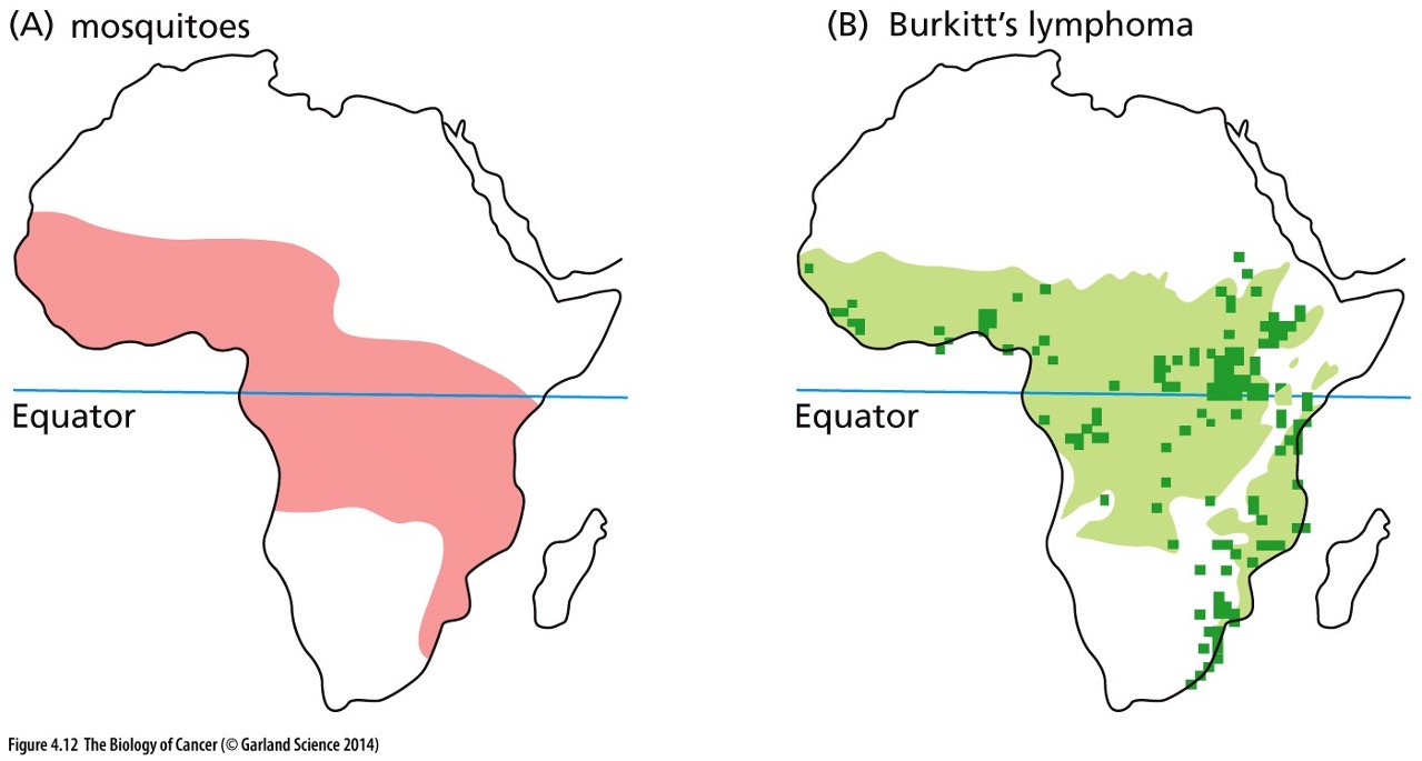 <p>What are the causes of Burkitt’s lymphoma?</p>