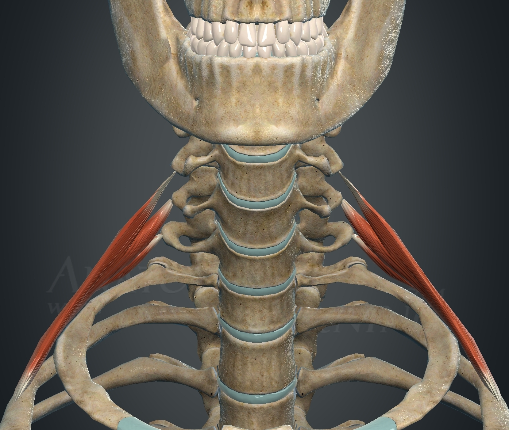 <p>What muscle is this?</p>