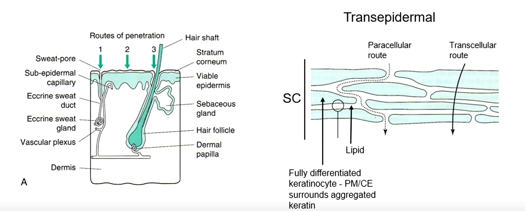 <ol><li><p>Via sweat pores</p></li><li><p>Directly through the cells</p></li><li><p>Via hair follicles</p></li></ol><p></p>