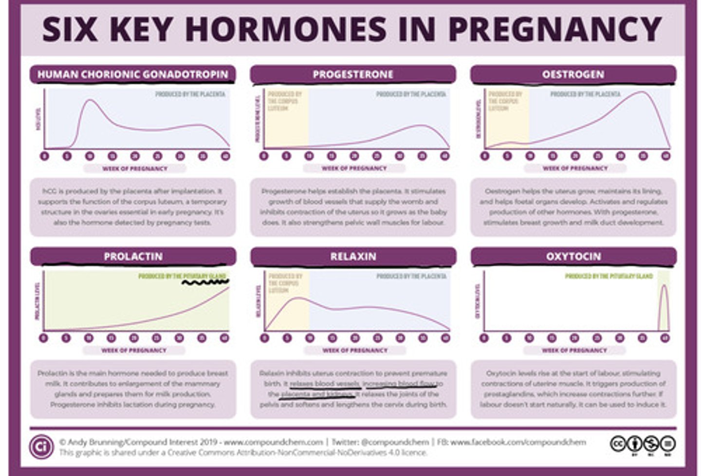 <p>1: Human Chorionic Gonadotropin (hCG), made by the PLACENTA, hormone detected by pregnancy tests.</p><p>2: Progesterone, made firstly by the CORPUS LUTEUM then by the PLACENTA around week 12. Prevents menstruation by blocking GnRH (mostly FSH).</p><p>3: Oestrogen, made firstly by the CORPUS LUTEUM then by the PLACENTA around week 12. Prevents ovulation hormones by blocking GnRH (mostly LH).</p><p>4: Relaxin, made firstly by the CORPUS LUTEUM then by the PLACENTA around week 12. Relaxes the contractions by inhibiting uterine muscle contractions AND inhibiting oxytocin from entering, production ends abruptly at childbirth.</p><p>5: Oxytocin, made by the PITUITARY GLAND at the end of pregnancy to promote uterine muscle contractions.</p><p>6: Prolactin, made by the PITUITARY GLAND, mostly at the end of pregnancy to promote growth of milk tissue and production.</p>