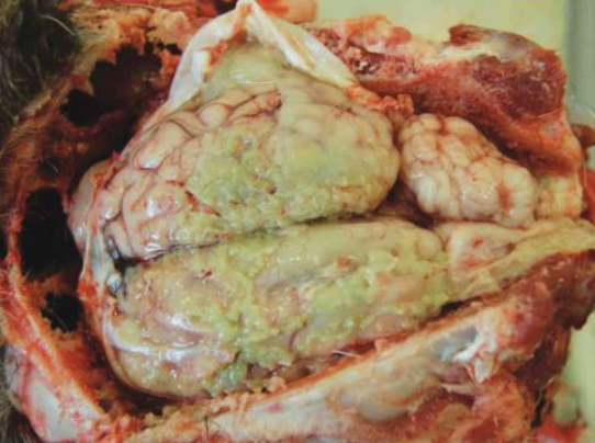 <p>CNS (meningitis)</p><p>joints (septic arthritis)</p><p>udder (mastitis)</p><p>fetus (abortion)</p>