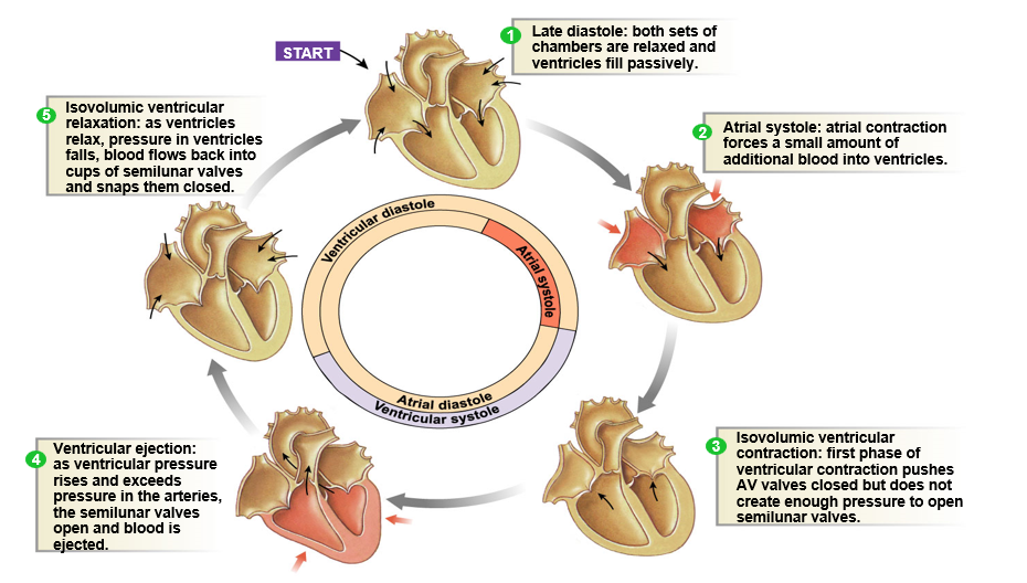 <ol><li><p><strong>Late diastole</strong>: all chambers relaxed, ventricles fill passively</p></li><li><p><strong>Atrial systole</strong>: atrial contraction, force additional blood into ventricles (largest amount of blood in ventricles = EDV)</p></li><li><p><strong>Isovolumic ventricular contraction</strong>: AV valves close, ventricles contract with no volume change</p></li><li><p><strong>Ventricular ejection</strong>: ventricles contract, semilunar valves open, blood is ejected</p></li><li><p><strong>Isovolumic ventricular relaxation</strong>: ventricles relax</p></li></ol>