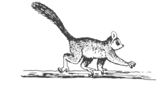 <p>What is the term is used to describe this form of locomotion?</p>